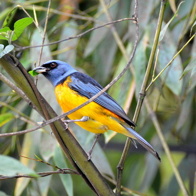 Blue and Yellow Tanager